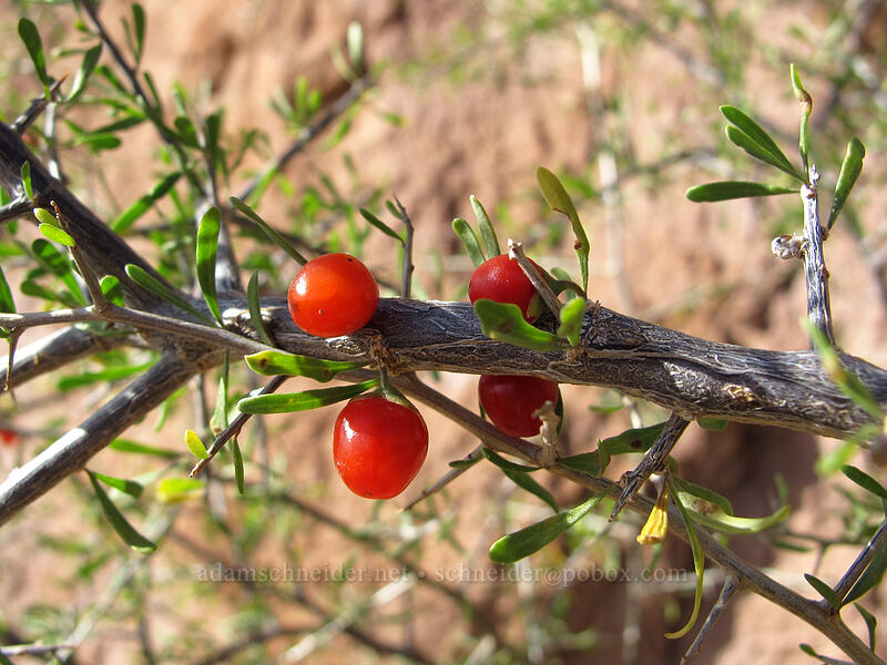 wolfberry (Lycium berlandieri) [Siphon Draw Trail, Superstition Wilderness, Pinal County, Arizona]