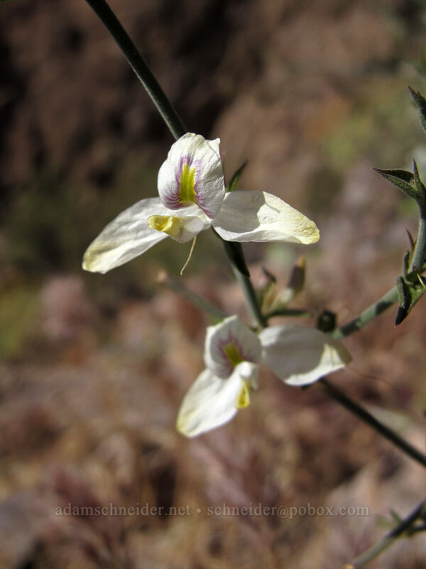 Arizona wrightwort (Carlowrightia arizonica) [Siphon Draw Trail, Superstition Wilderness, Pinal County, Arizona]