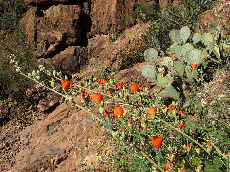 desert globe-mallow & prickly-pear cactus (Sphaeralcea ambigua, Opuntia engelmannii) [Siphon Draw Trail, Superstition Wilderness, Pinal County, Arizona]