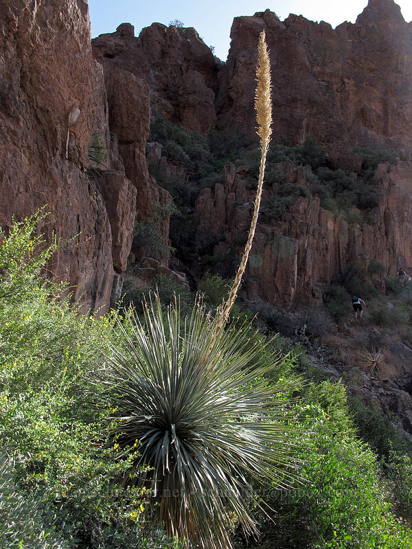 common sotol (Dasylirion wheeleri) [Siphon Draw Trail, Superstition Wilderness, Pinal County, Arizona]