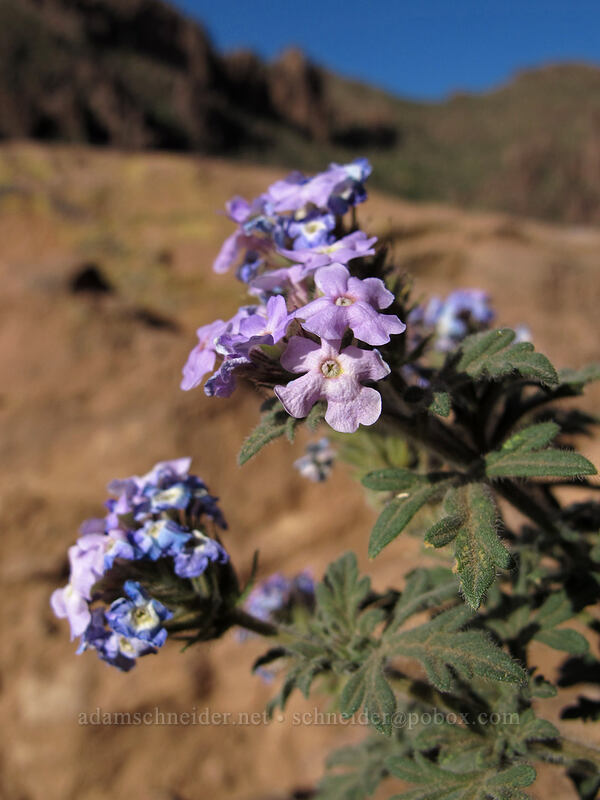 mock vervain (Glandularia bipinnatifida) [Siphon Draw Trail, Superstition Wilderness, Pinal County, Arizona]