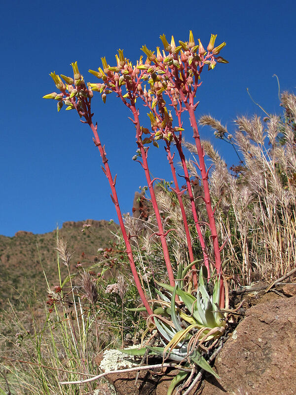 Panamint live-forever (rock echevaria) (Dudleya saxosa (Echeveria collomiae)) [Siphon Draw Trail, Superstition Wilderness, Pinal County, Arizona]