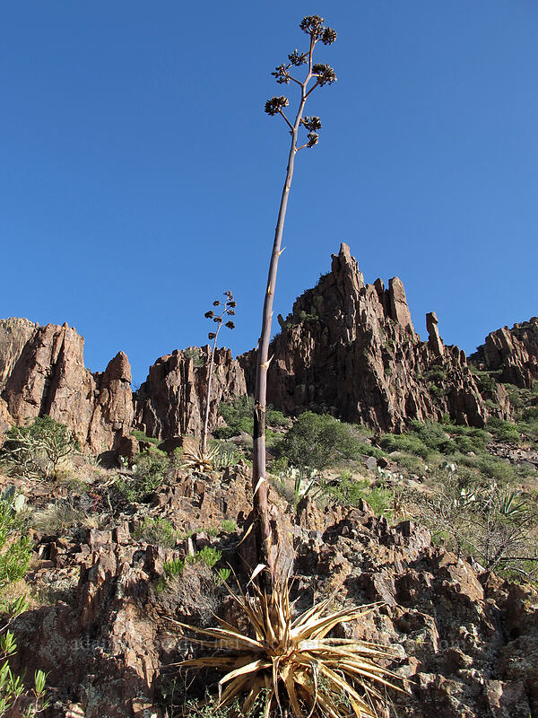 century plant (Agave chrysantha) [Siphon Draw Trail, Superstition Wilderness, Pinal County, Arizona]