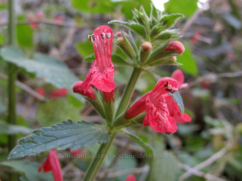 scarlet hedge-nettle (Stachys coccinea) [Siphon Draw Trail, Superstition Wilderness, Pinal County, Arizona]