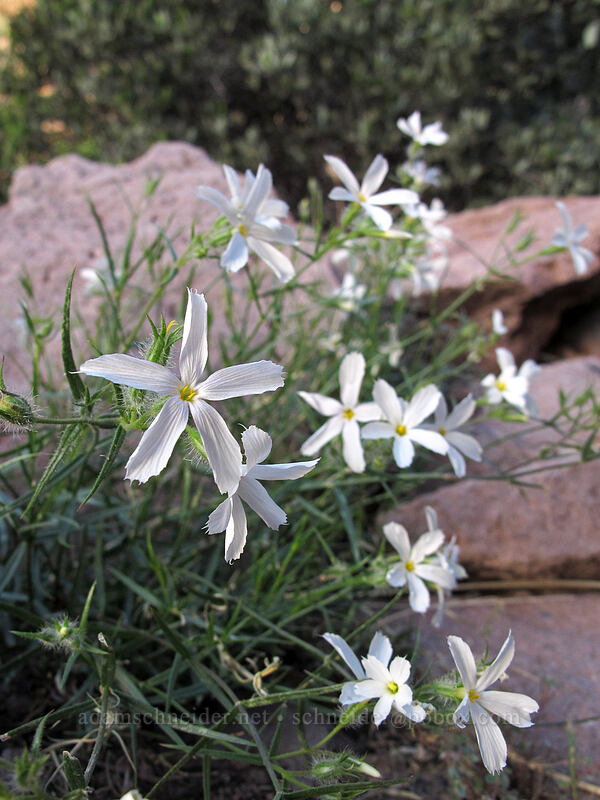 desert phlox (Phlox tenuifolia) [Siphon Draw Trail, Superstition Wilderness, Pinal County, Arizona]
