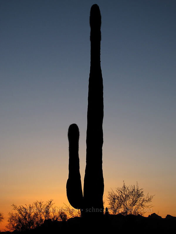 saguaro at sunset (Carnegiea gigantea) [Siphon Draw Trail, Lost Dutchman State Park, Pinal County, Arizona]