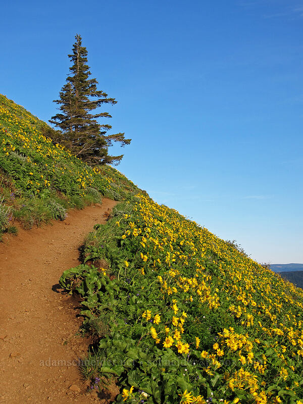 balsamroot (Balsamorhiza sp.) [Dog Mountain Trail, Gifford Pinchot National Forest, Skamania County, Washington]
