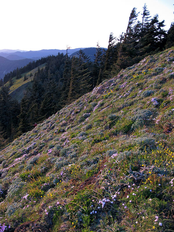 wildflowers [Dog Mountain summit, Gifford Pinchot National Forest, Skamania County, Washington]