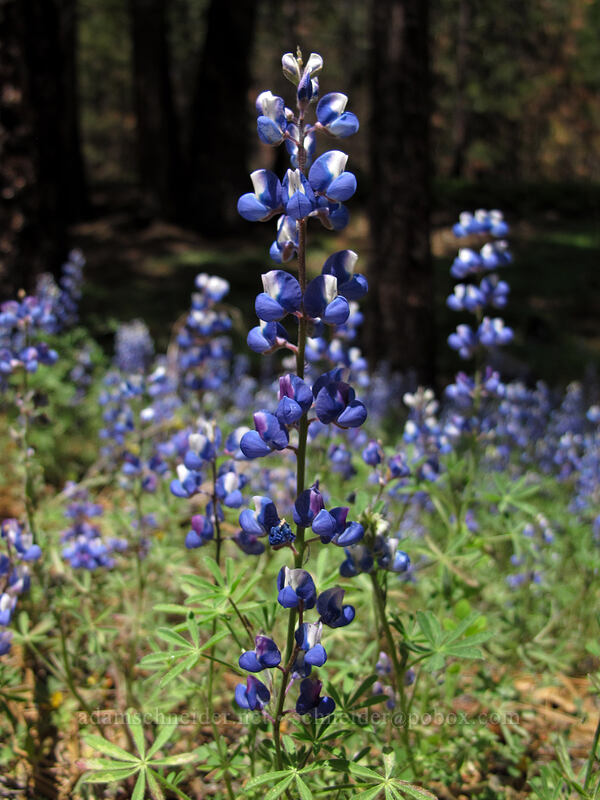 blue lupines (Lupinus sp.) [Evergreen Road, Stanislaus National Forest, Tuolumne County, California]