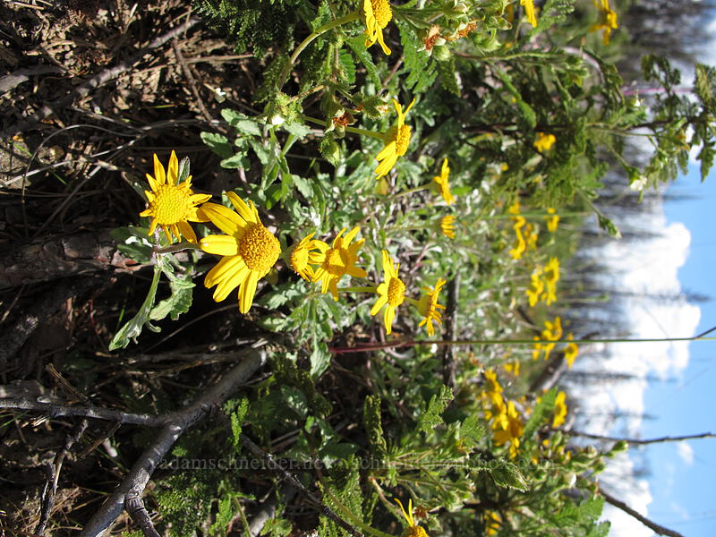 Sierra woolly sunflower (Eriophyllum lanatum var. croceum) [Evergreen Road, Stanislaus National Forest, Tuolumne County, California]