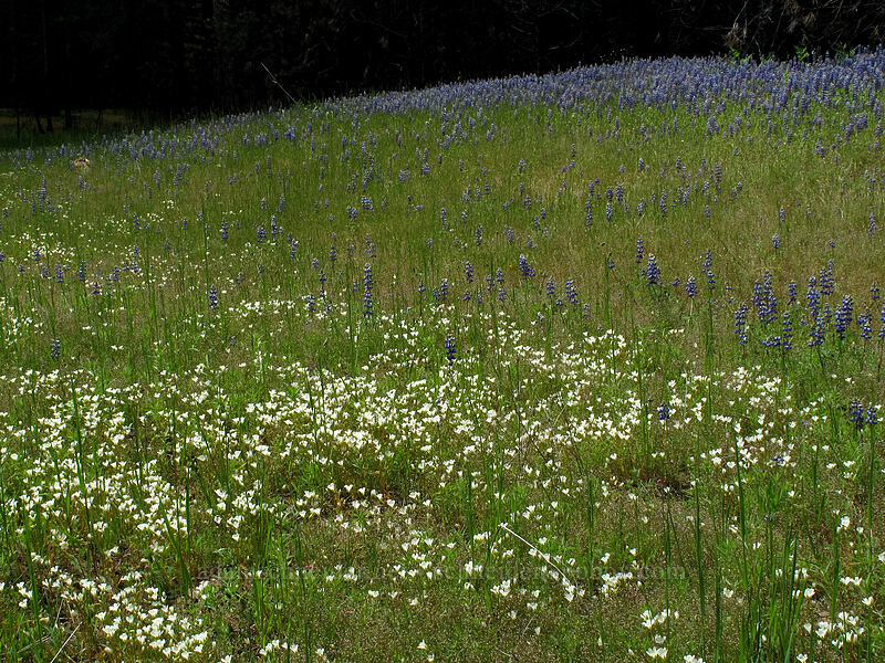 sky lupines & meadow-foam (Lupinus nanus, Limnanthes alba) [Evergreen Road, Stanislaus National Forest, Tuolumne County, California]