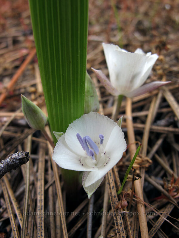 Sierra mariposa lilies (Calochortus minimus) [Evergreen Road, Stanislaus National Forest, Tuolumne County, California]