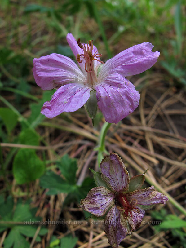 California geranium (Geranium californicum) [Evergreen Road, Stanislaus National Forest, Tuolumne County, California]