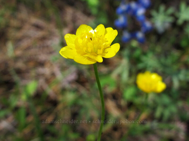 western buttercups (Ranunculus occidentalis) [Evergreen Road, Stanislaus National Forest, Tuolumne County, California]