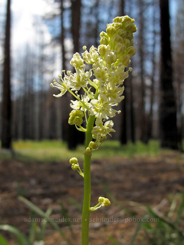death-camas (Toxicoscordion venenosum (Zigadenus venenosus)) [Evergreen Road, Stanislaus National Forest, Tuolumne County, California]
