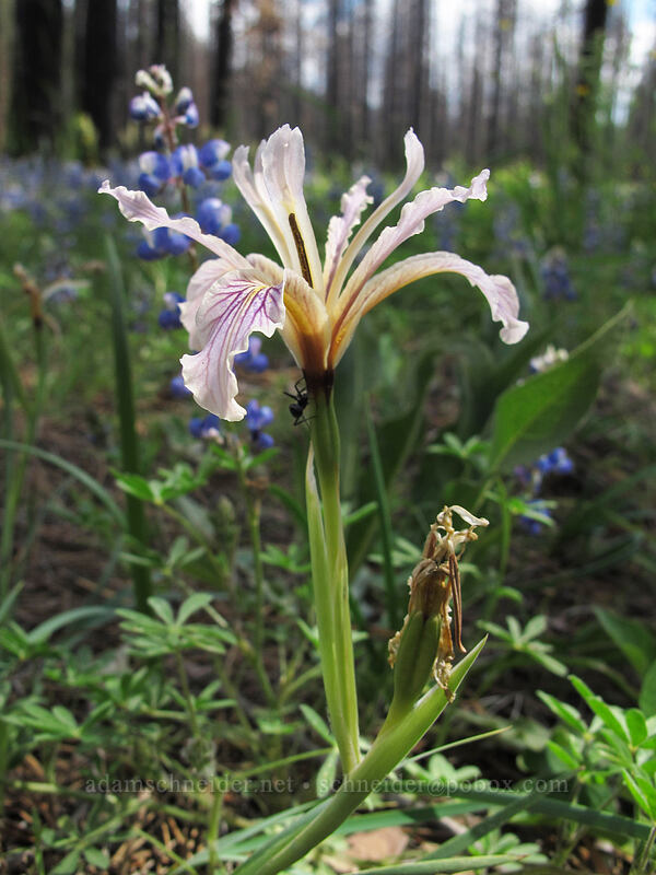 Sierra iris (Iris hartwegii) [Evergreen Road, Stanislaus National Forest, Tuolumne County, California]