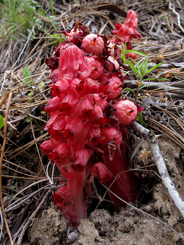 snow plant (Sarcodes sanguinea) [Evergreen Road, Stanislaus National Forest, Tuolumne County, California]