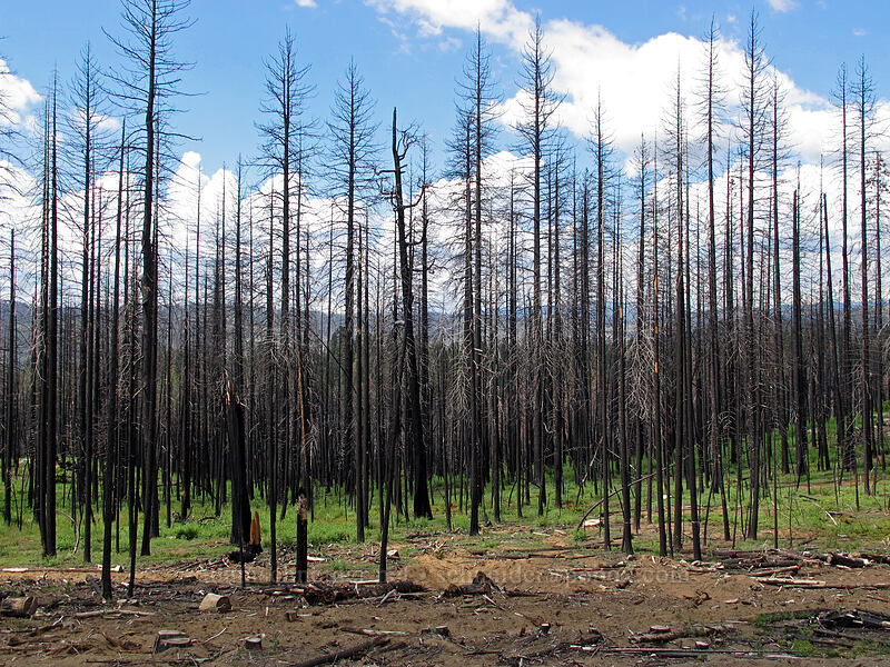 burned trees (2013 Rim Fire) [Evergreen Road, Stanislaus National Forest, Tuolumne County, California]