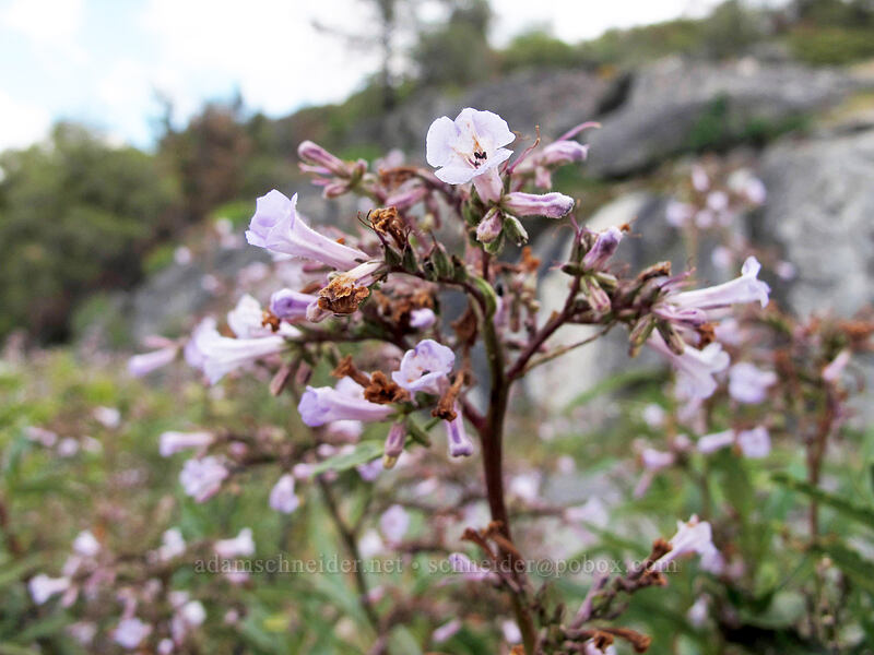 yerba santa (Eriodictyon californicum (Wigandia californica)) [Hetch Hetchy Road, Yosemite National Park, Tuolumne County, California]