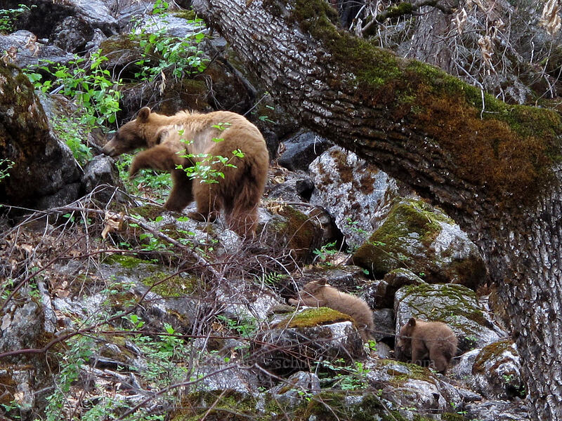 black bear mama & cubs (Ursus americanus californiensis) [Hetch Hetchy Road, Yosemite National Park, Tuolumne County, California]