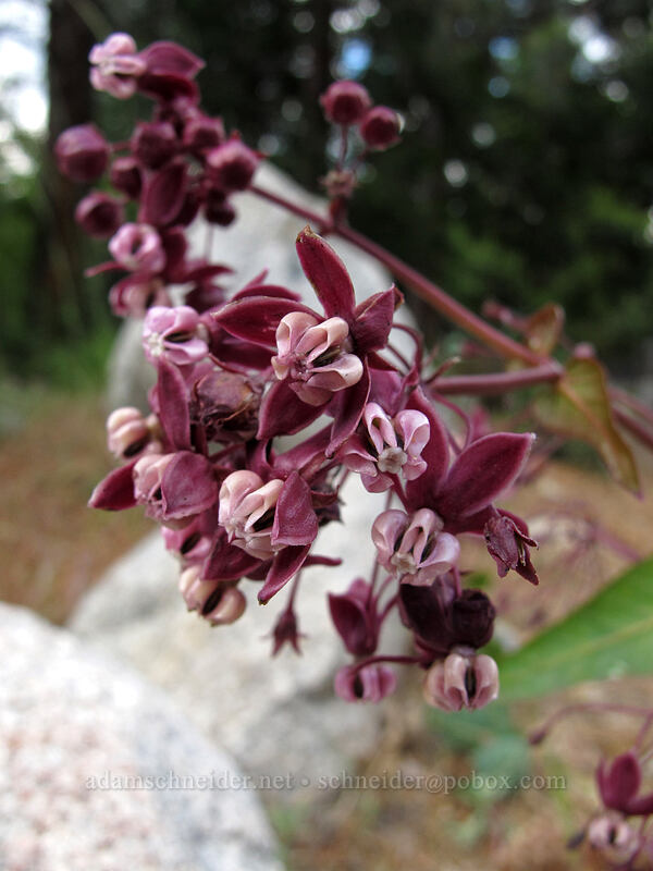 purple milkweed (Asclepias cordifolia) [Hetch Hetchy Reservoir, Yosemite National Park, Tuolumne County, California]