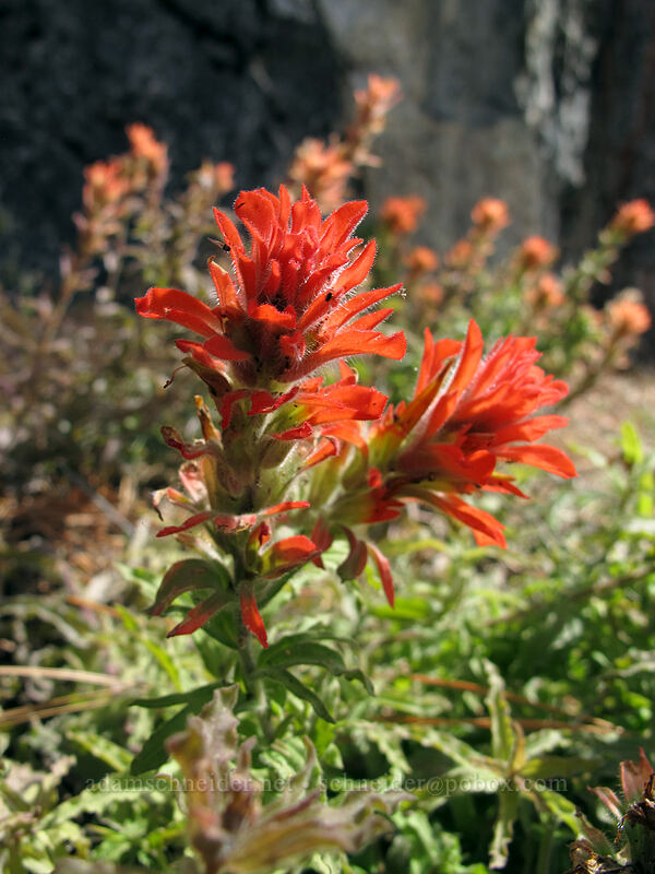 pine wavy-leaf paintbrush (Castilleja applegatei ssp. pinetorum) [Hetch Hetchy Reservoir, Yosemite National Park, Tuolumne County, California]