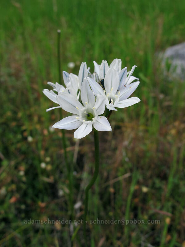 white brodiaea (wild hyacinth) (Triteleia hyacinthina (Brodiaea hyacinthina)) [Hetch Hetchy Reservoir, Yosemite National Park, Tuolumne County, California]