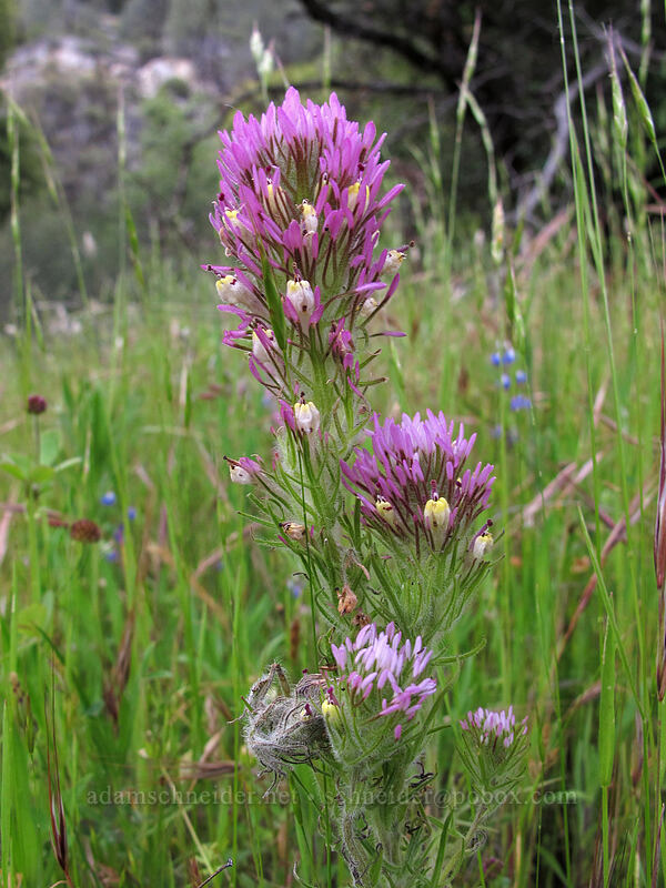 dense-flowered owl's-clover (Castilleja densiflora var. densiflora) [Hetch Hetchy Reservoir, Yosemite National Park, Tuolumne County, California]