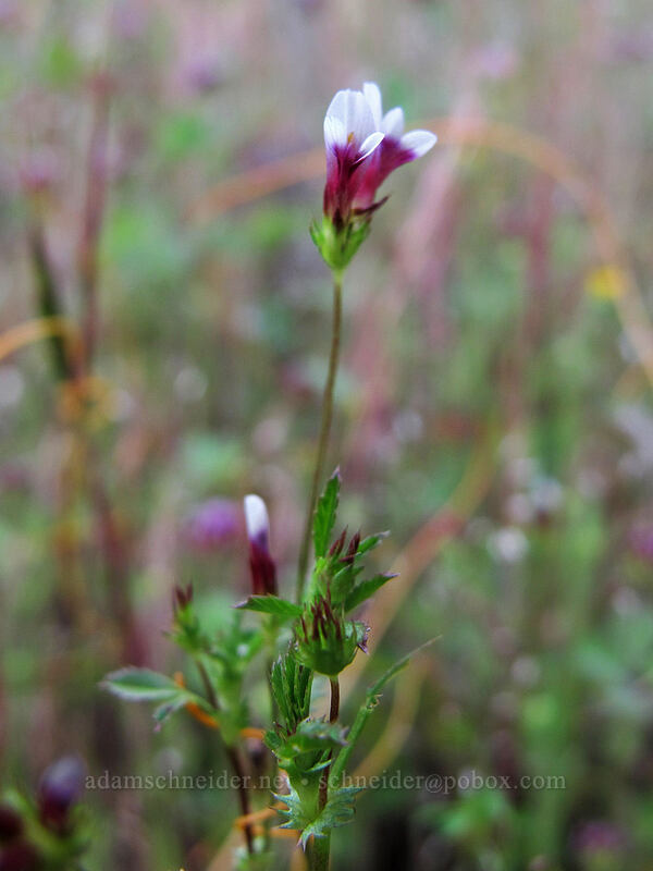small-flowered white-tip clover (Trifolium variegatum var. geminiflorum) [Hetch Hetchy Reservoir, Yosemite National Park, Tuolumne County, California]