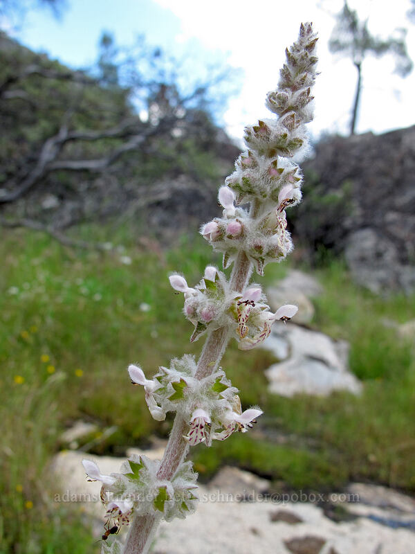 white-stem hedge-nettle (Stachys albens) [Hetch Hetchy Reservoir, Yosemite National Park, Tuolumne County, California]
