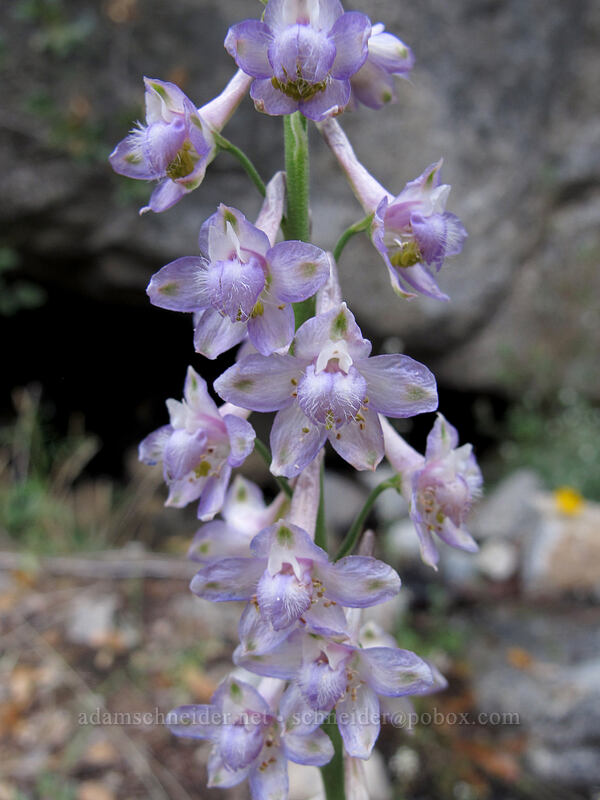 Eldorado larkspur (Hansen's delphinum) (Delphinium hansenii) [Beehive Meadows Trail, Yosemite National Park, Tuolumne County, California]