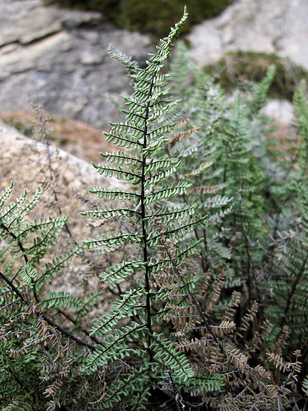 bird's-foot fern (cliff-brake) (Pellaea mucronata) [Beehive Meadows Trail, Yosemite National Park, Tuolumne County, California]