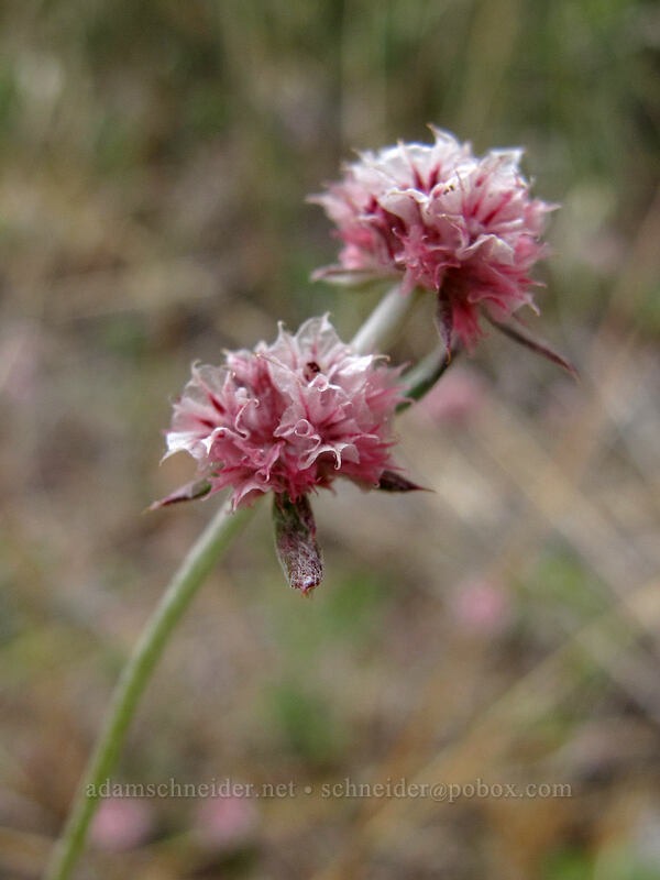 pink spine-flower (Chorizanthe membranacea) [Beehive Meadows Trail, Yosemite National Park, Tuolumne County, California]