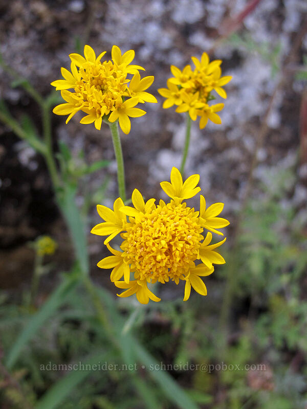 yellow pincushion (Chaenactis glabriuscula) [Beehive Meadows Trail, Yosemite National Park, Tuolumne County, California]