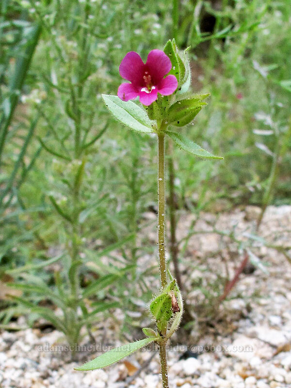Bolander's monkeyflower (Diplacus bolanderi (Mimulus bolanderi)) [Beehive Meadows Trail, Yosemite National Park, Tuolumne County, California]
