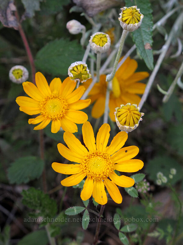 woolly sunflower (Eriophyllum lanatum) [Hetch Hetchy Reservoir, Yosemite National Park, Tuolumne County, California]