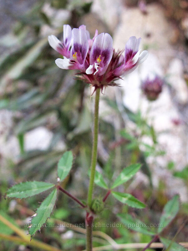 tomcat clover (Trifolium willdenovii) [Hetch Hetchy Reservoir, Yosemite National Park, Tuolumne County, California]