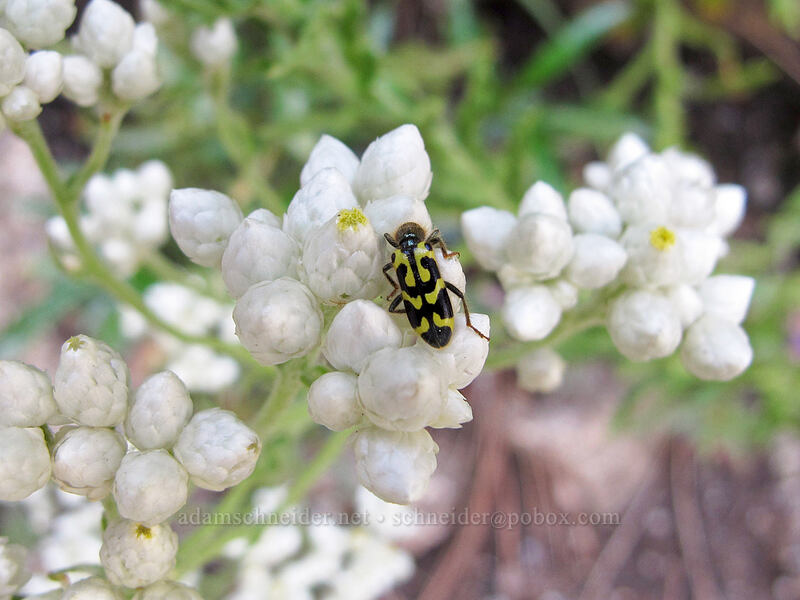 ornate checkered beetle on silvery pussy-toes (Trichodes ornatus, Antennaria argentea) [Hetch Hetchy Reservoir, Yosemite National Park, Tuolumne County, California]