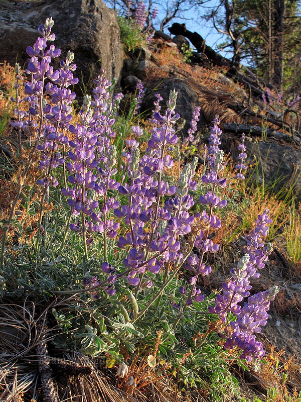 lupines (Lupinus sp.) [Mather Road, Stanislaus National Forest, Tuolumne County, California]