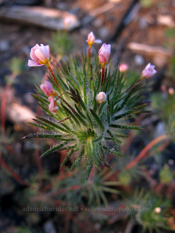 whiskerbrush (Leptosiphon ciliatus (Linanthus ciliatus)) [Mather Road, Stanislaus National Forest, Tuolumne County, California]