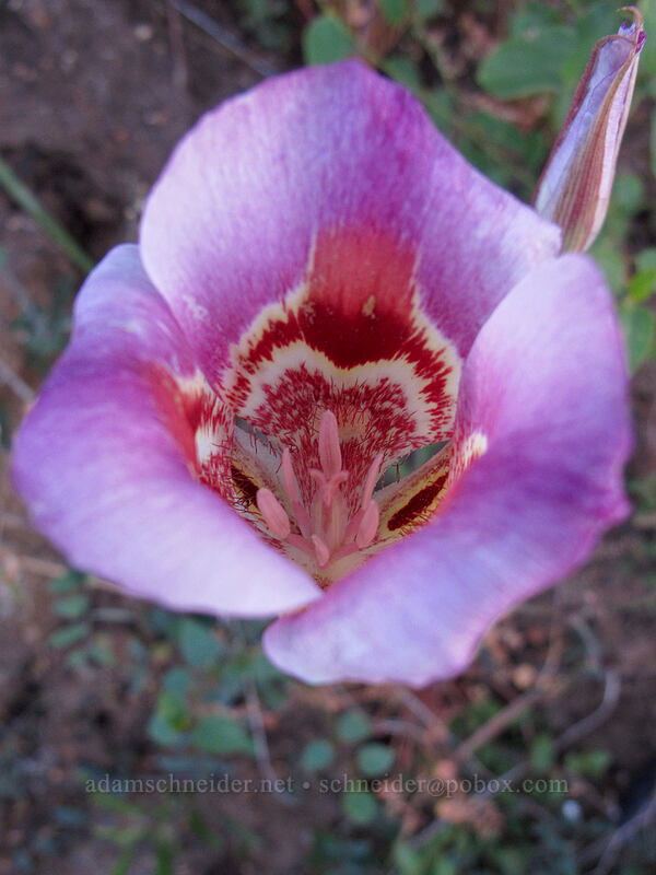 butterfly mariposa lily (Calochortus venustus) [Cherry Lake Road, Stanislaus National Forest, Tuolumne County, California]