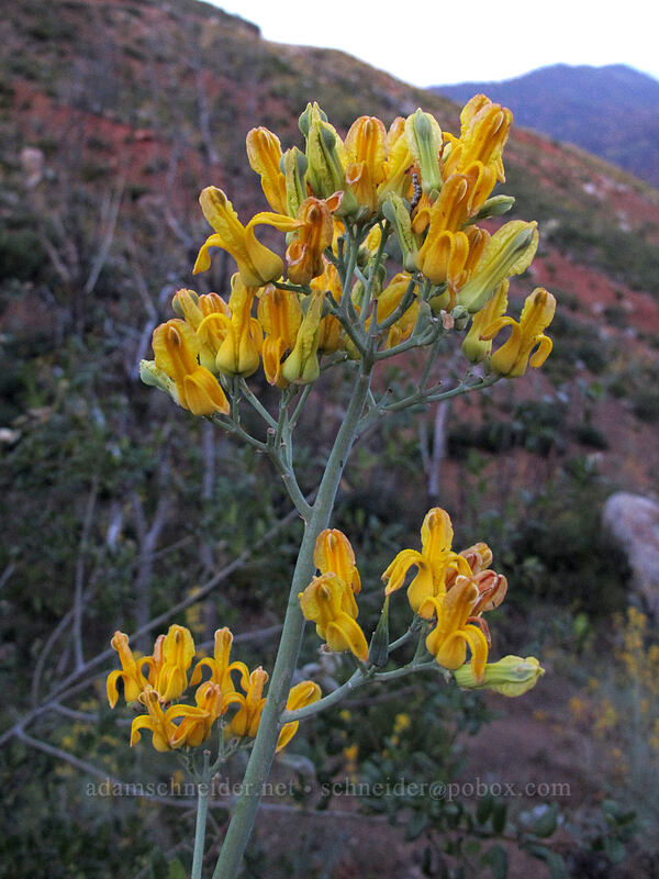 golden eardrops (Ehrendorferia chrysantha (Dicentra chrysantha)) [Cherry Lake Road, Stanislaus National Forest, Tuolumne County, California]