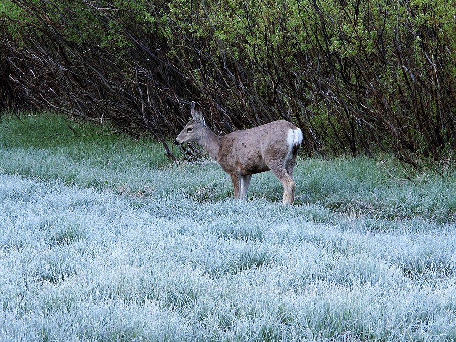 mule deer in a frosty meadow (Odocoileus hemionus californicus) [Soda Springs, Devil's Postpile National Monument, Madera County, California]