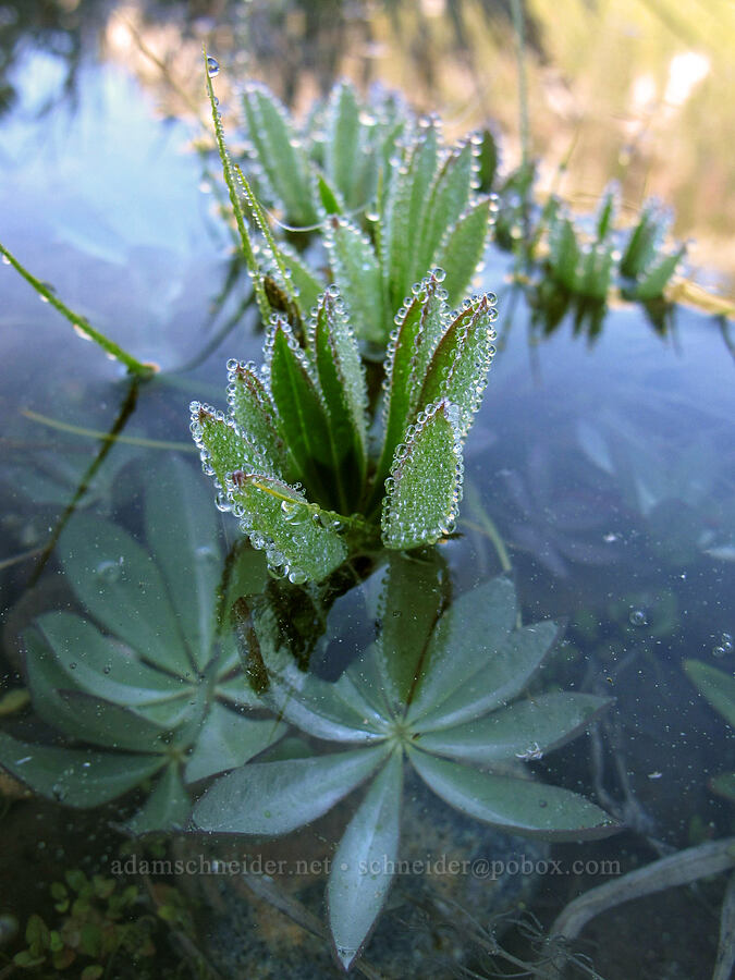flooded lupine leaves (Lupinus sp.) [Soda Springs, Devil's Postpile National Monument, Madera County, California]