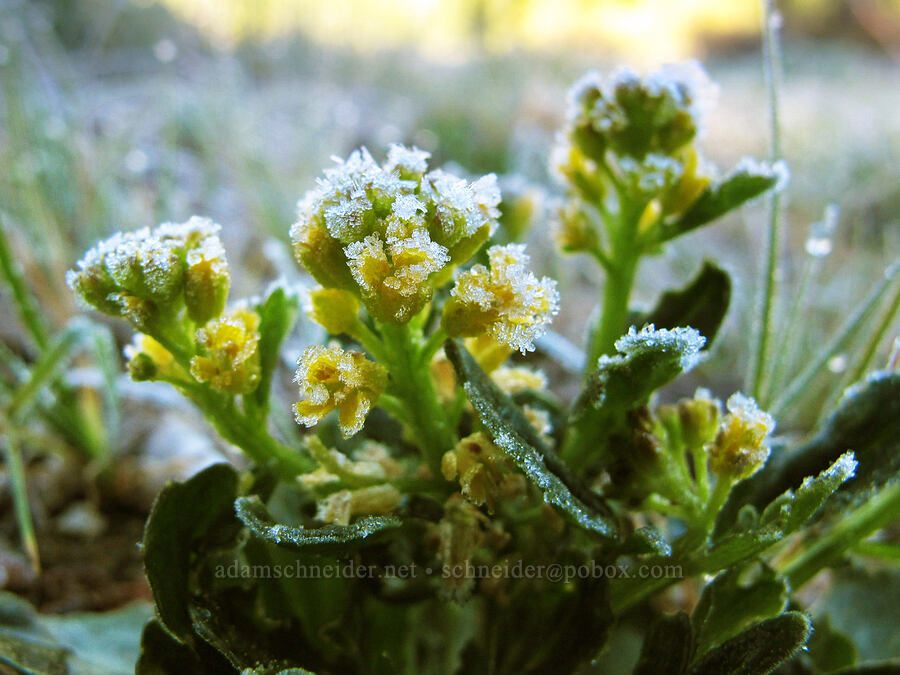 winter cress & frost (Barbarea orthoceras) [Soda Springs, Devil's Postpile National Monument, Madera County, California]