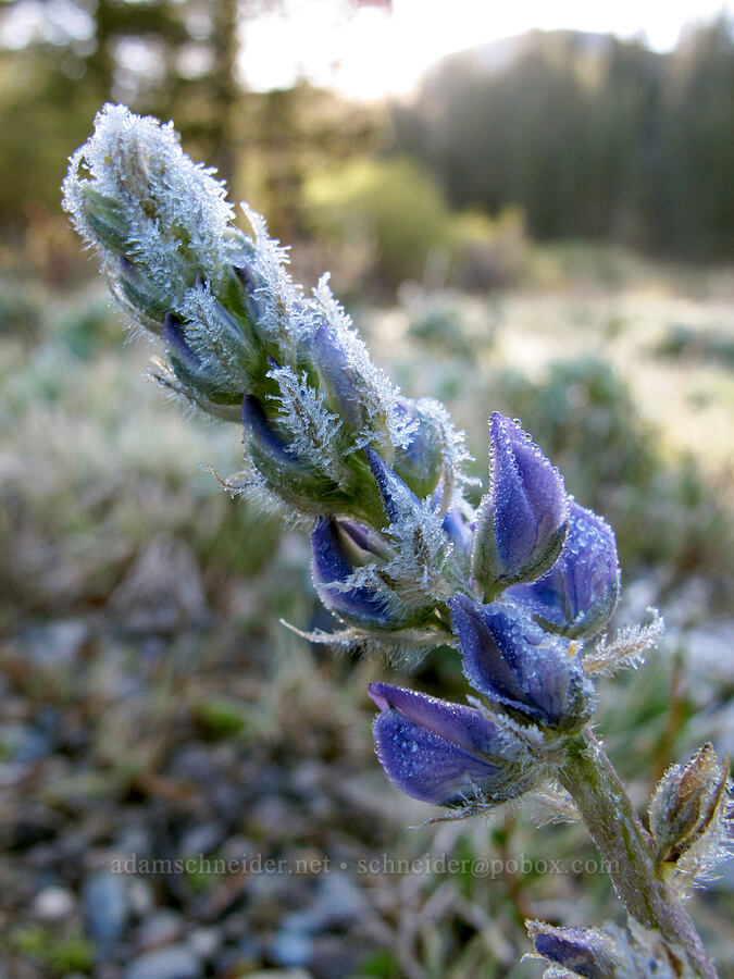 frosty lupine (Lupinus sp.) [Soda Springs, Devil's Postpile National Monument, Madera County, California]
