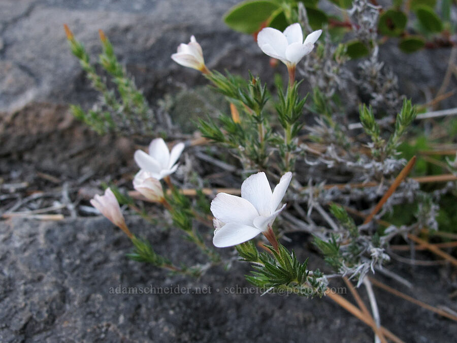 granite prickly-phlox (Leptodactylon pungens (Linanthus pungens)) [Devil's Postpile Trail, Devil's Postpile National Monument, Madera County, California]