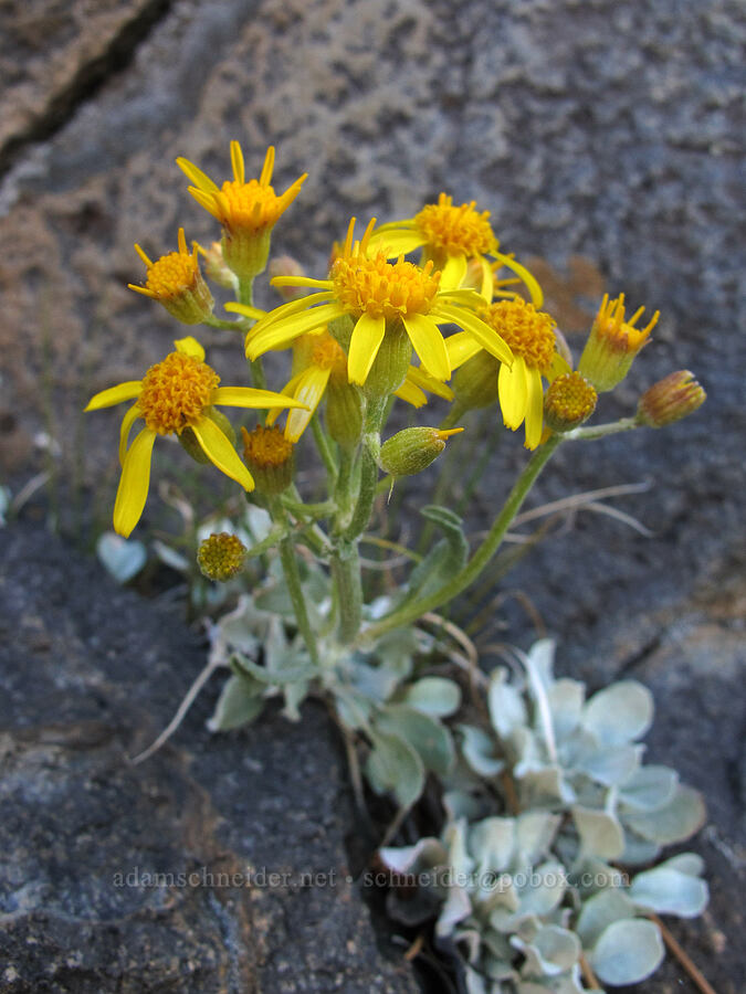 woolly groundsel (Packera cana) [Devil's Postpile Trail, Devil's Postpile National Monument, Madera County, California]