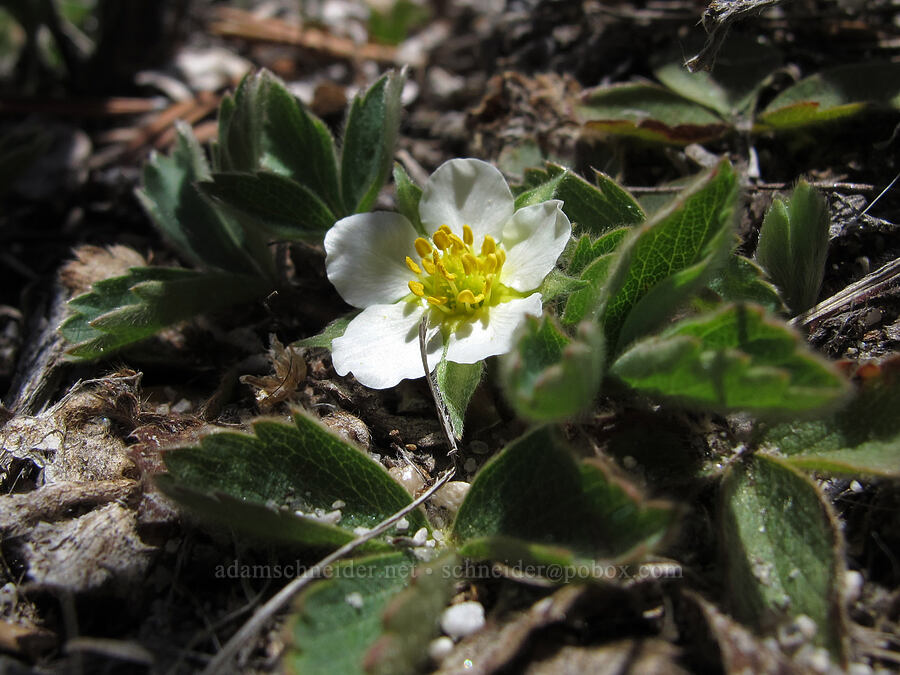 wild strawberry (Fragaria virginiana) [Little Lakes Valley Trail, Inyo National Forest, Inyo County, California]
