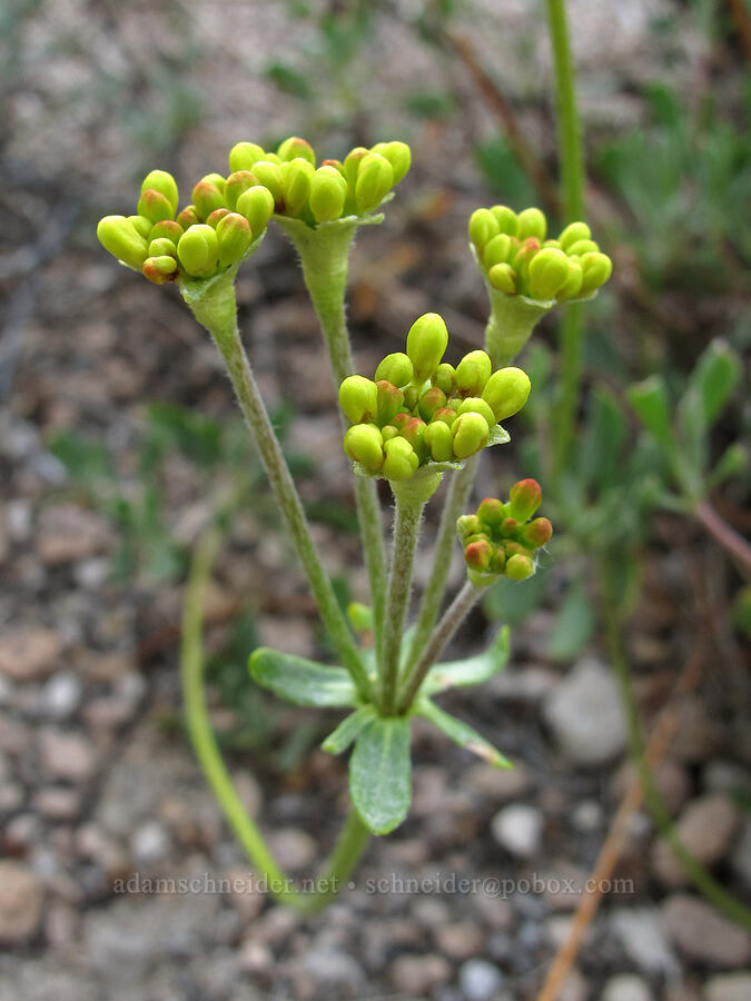 Nevada sulphur-flower buckwheat (Eriogonum umbellatum var. nevadense) [Crowley Lake Road, Mono County, California]